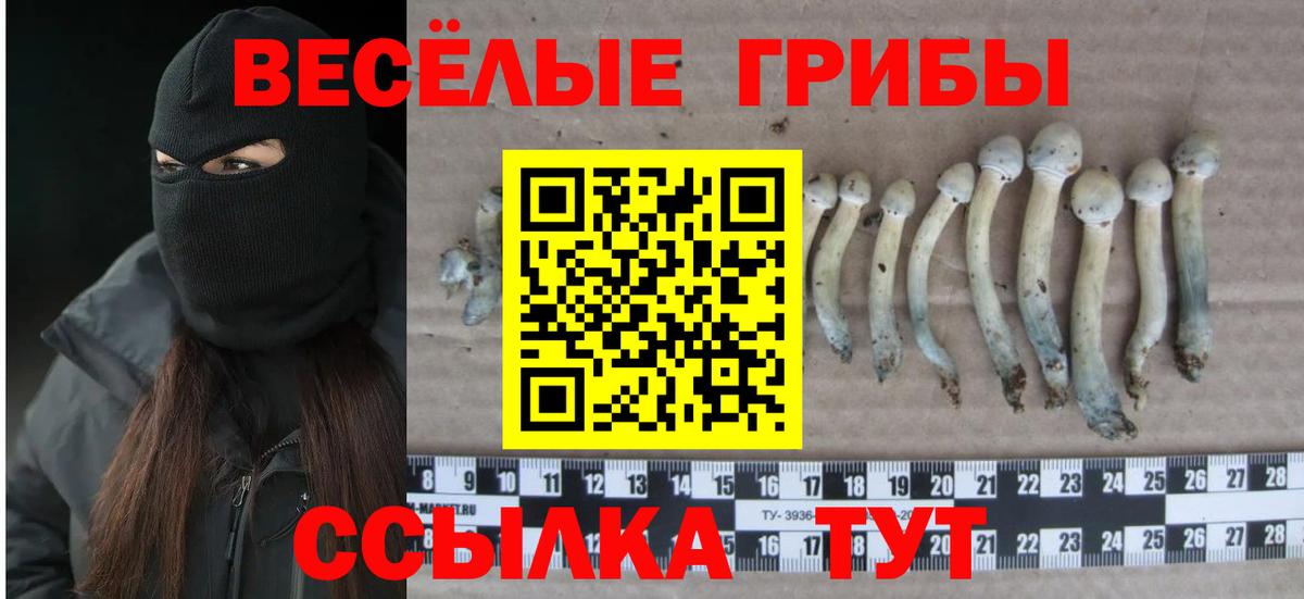 Галлюциногенные грибы Psilocybe Карабулак